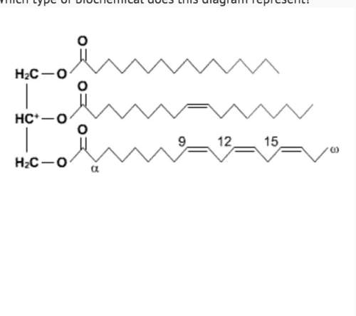 Which type of biochemical does this diagram represent?  lipid nucleic acid carbohy