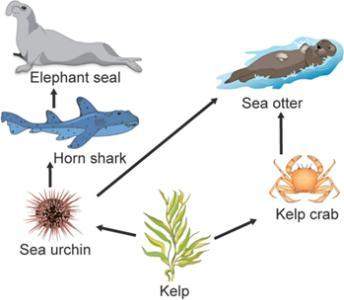 An ocean food web is shown.  which organism has the most available energy? &lt;