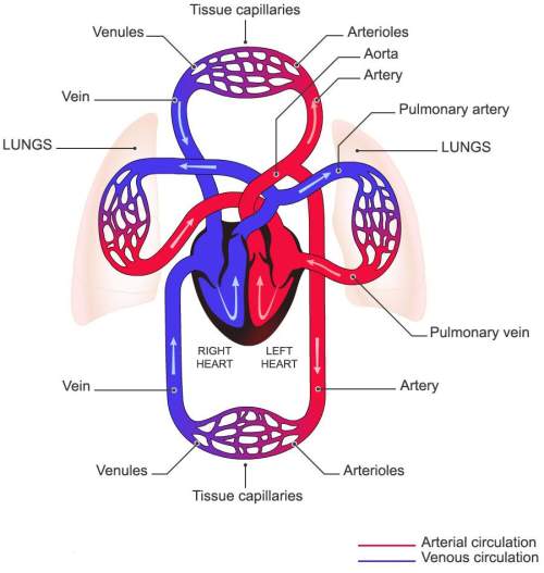 The blue areas in the image represent the body parts that transport deoxygenated blood throughout th
