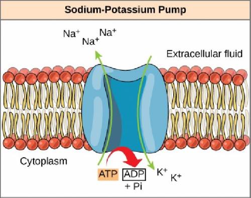 In nerve cells the sodium-potassium pump is used to generate gradients of both sodium and potassium