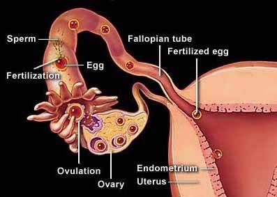 Which of the following statements is true?  both plants and animals can make food. chlorophyll is no