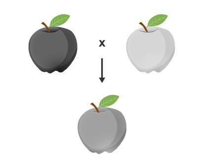The picture shows fruit produced by two parents and fruit produced by one of their offspring