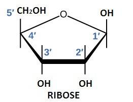 Acarbohydrate with 5 carbons is called a:  a. hexose b. pentose c. tetrose d. triose
