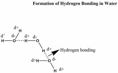 Describe where a hydrogen bond can form among water molecules.