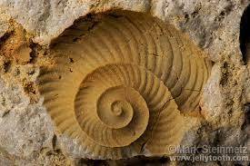You pick up a sandstone. in the rock sample you see an impression of a sea shell in the rock. this t
