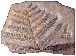 You pick up a sandstone. in the rock sample you see an impression of a sea shell in the rock. this t
