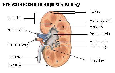 List the components of the urinary tract from the renal pelvis outward.