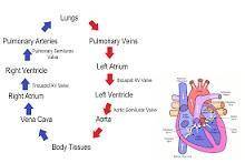 Which of the following is the correct sequence of blood flow in birds and mammals?  a. pulmonary vei