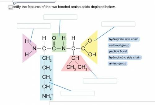 Identify the features of the two bonded amino acids depicted below