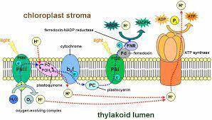 What are the products of linear electron flow during the light reactions of photosynthesis?  what ar
