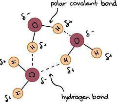 The water molecule for questions 1–4, write true or false on the line provided. 1. water is a polar