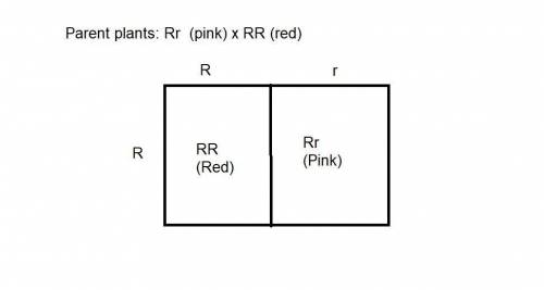 Some plants have flower color that is determined by incomplete dominance, thus both genes are expres