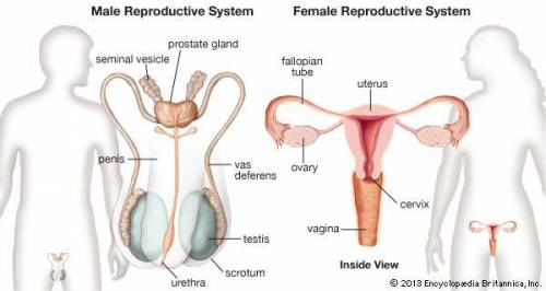 What organs are needed to reproduce?