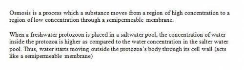 What would happen to a freshwater protozoan if removed from its normal habitat and placed into a sal