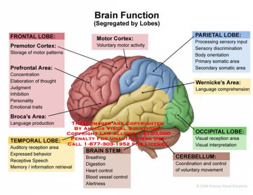 What is the function of the human brain?  give three examples