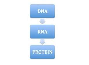 The central dogma is represented by the schematic above. name the two stages involved in protein syn