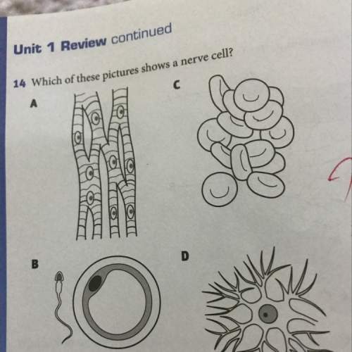 Which of these pictures shown is a nerve cell? a,b,c or d?