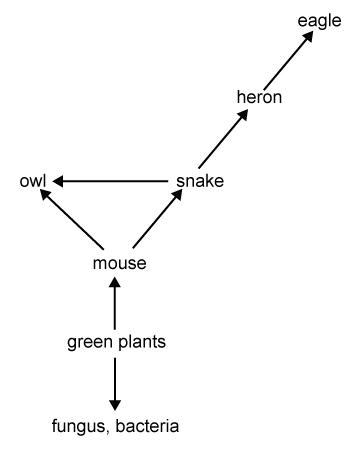 In this food web, which group would increase in number if snakes were eliminated? a. producers b.