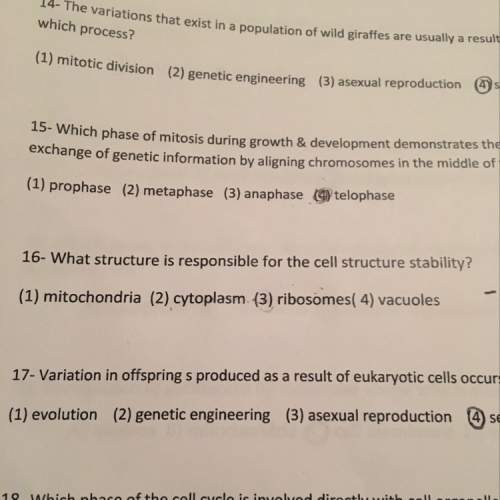 (number 16)what structure is responsible for the cell structure stability?