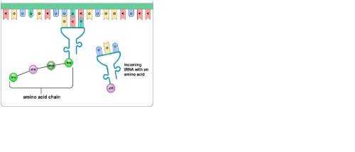 Which structure is missing from the diagram, but mrna and trna bind together? a. ribosome b. dna c