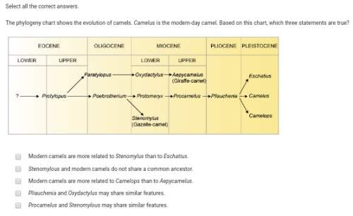The phylogeny chart shows the evolution of camels. camelus is the modern-day camel. based on this ch