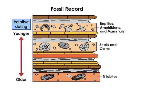 Which conclusion can be drawn based on the sedimentary rock diagram below? a. trilobites are young