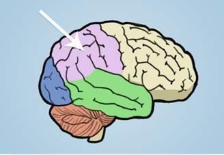 What part of the brain is highlighted in the diagram below?