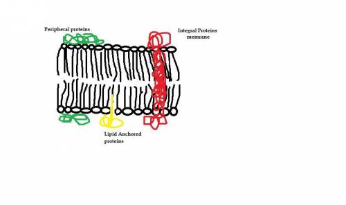Draw the most likely orientation of the protein if it is transported to the plasma membrane. label t