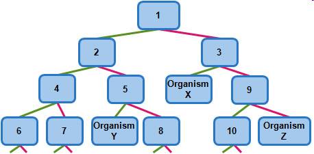 Use this chart of a portion of a dichotomous key to answer the question. dichotomous key mc011-1.jpg