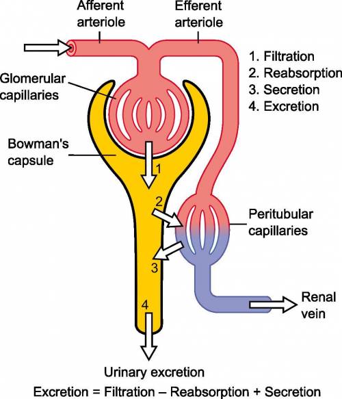 Afluid pressure gradient pushes water and small solutes out of the blood in glomerular capillaries a