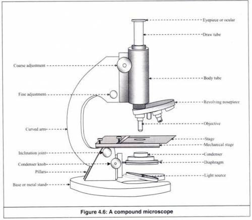 What is the best microscope to get a detailed view of the parts inside of a preserverd plant