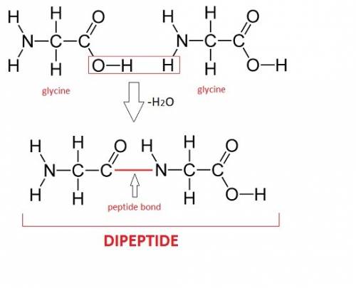 When two amino acids condense to form a dipeptide, what is the other product of the reaction?  enter