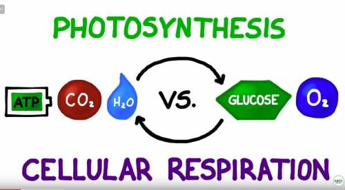 How are photosynthesis and cellular respiration related?  a. they are both used during fermentation.