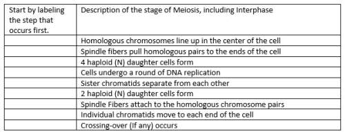 15 order the different stages of meiosis i through meiosis ii, including interphase in the proper s
