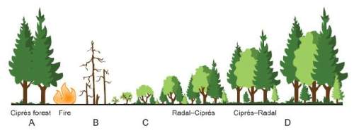 The diagram below shows the stages of succession in a forest ecosystem. which area shows the climax