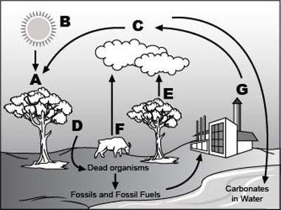 Analyze the given diagram of carbon cycle below. part 1: what is happening at location g? part 2: