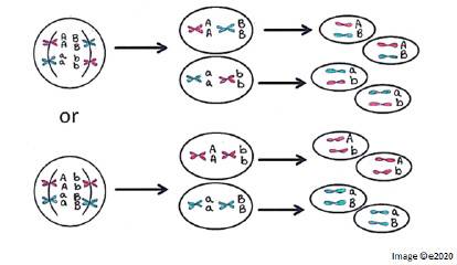 Which method of genetic recombination is illustrated in the diagram?