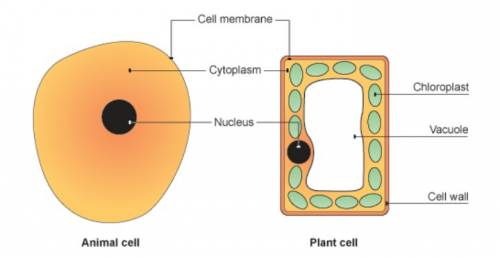 Which structure is found in a plant cell but not in a animal cell is it a. chloroplast b. cell membr