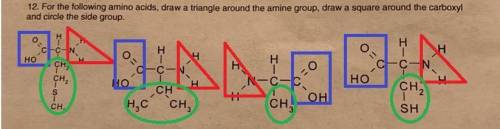 For the following amino acids, draw a triangle around the amine group, draw a square around the carb