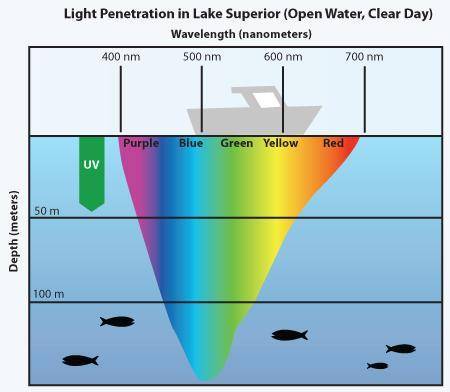 Would marine algae be able to live below 100 meters with only chlorophyll a?