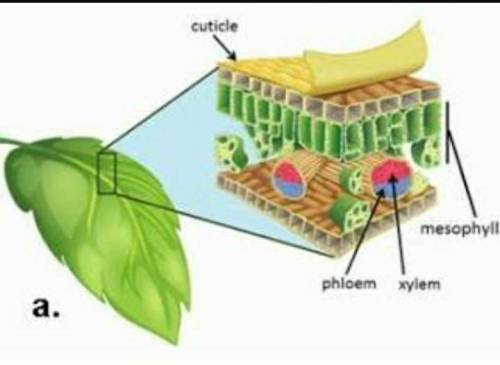 Write true or false:  (a) viens of leaves have both xylem and phloem. (b) perikaryon is the nucleus
