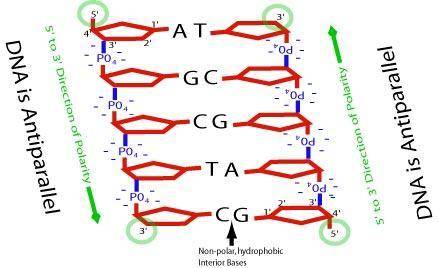 The antiparallel arrangement within dna molecules refers to select one:   a. each base bonding at th