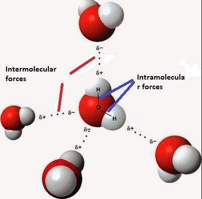 Study the image below of water molecules interacting with one another, then answer the following que