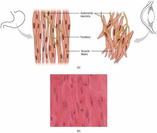 How does smooth muscle appear different at the cellular level