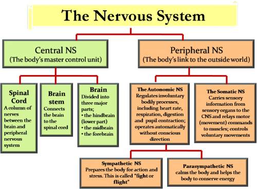 What is the function of the central nervous system?  a. to carry a response to glands and muscles  b