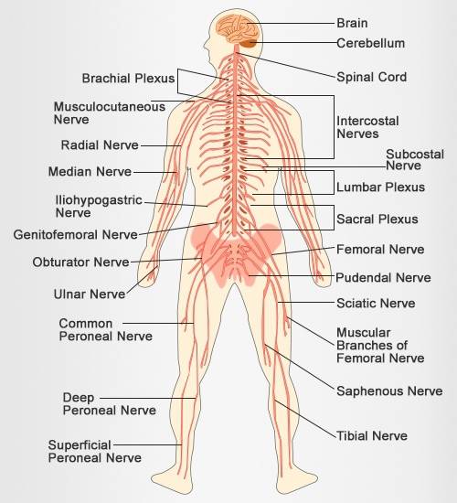 What is the function of the central nervous system?  a. to carry a response to glands and muscles  b