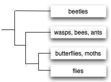 Based on the cladogram, if moths undergo complete metamorphosis, we would most likely infer that a)
