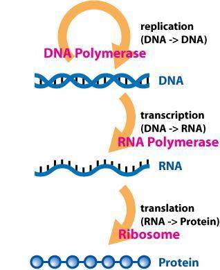 Which of the following best describes the process of transcription during protein synthesis?  a. to