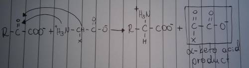 Draw the α-keto acid product of the transamination of an α-keto acid with an amino acid that has the