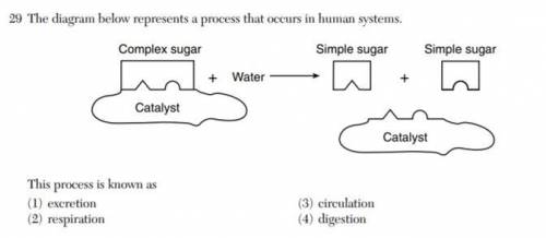 The diagram below represents a process that occurs in human systems. complex sugar simple sugar simp
